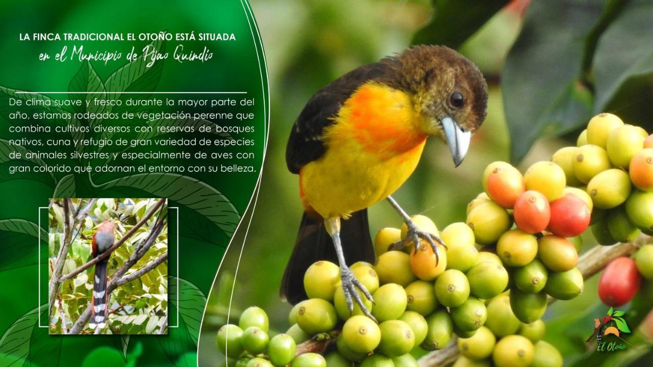 Finca Tradicional El Otono Pijao Kültér fotó