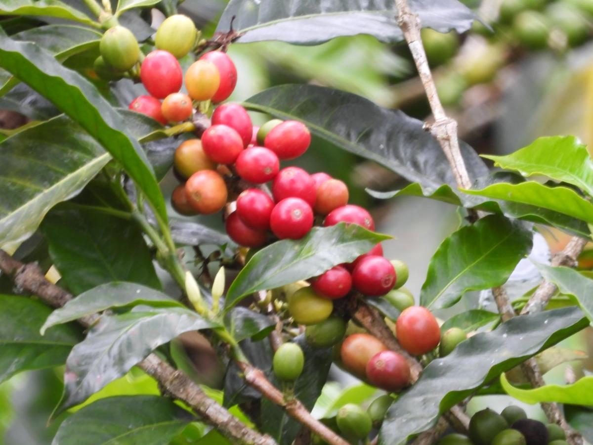 Finca Tradicional El Otono Pijao Kültér fotó