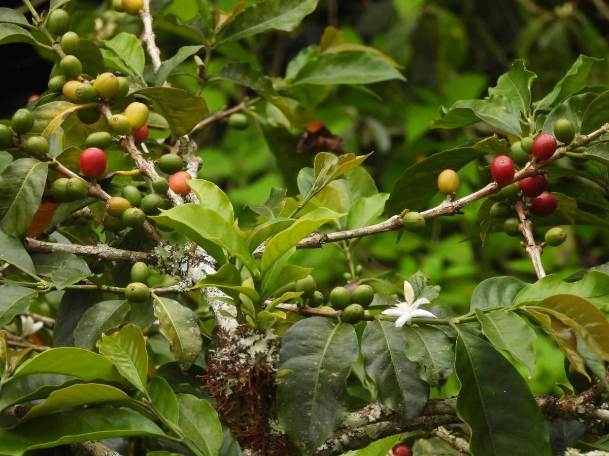 Finca Tradicional El Otono Pijao Kültér fotó