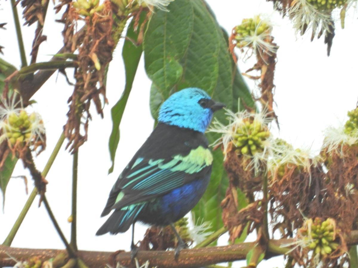 Finca Tradicional El Otono Pijao Kültér fotó